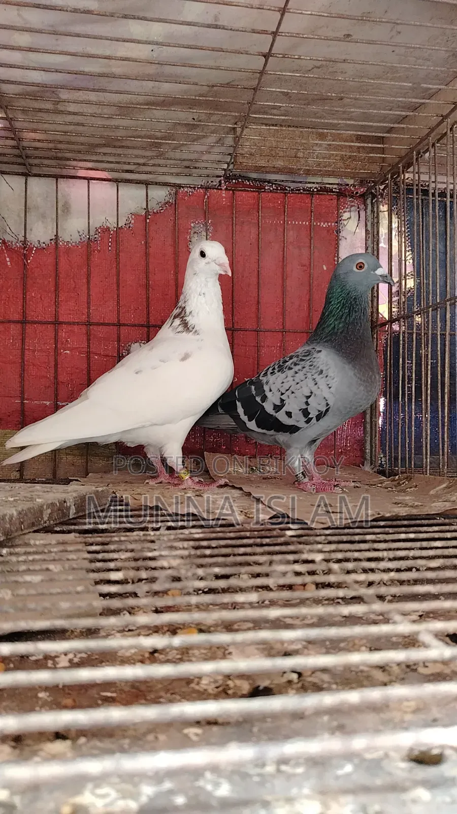 Some pigeons from BRPL Club for sale