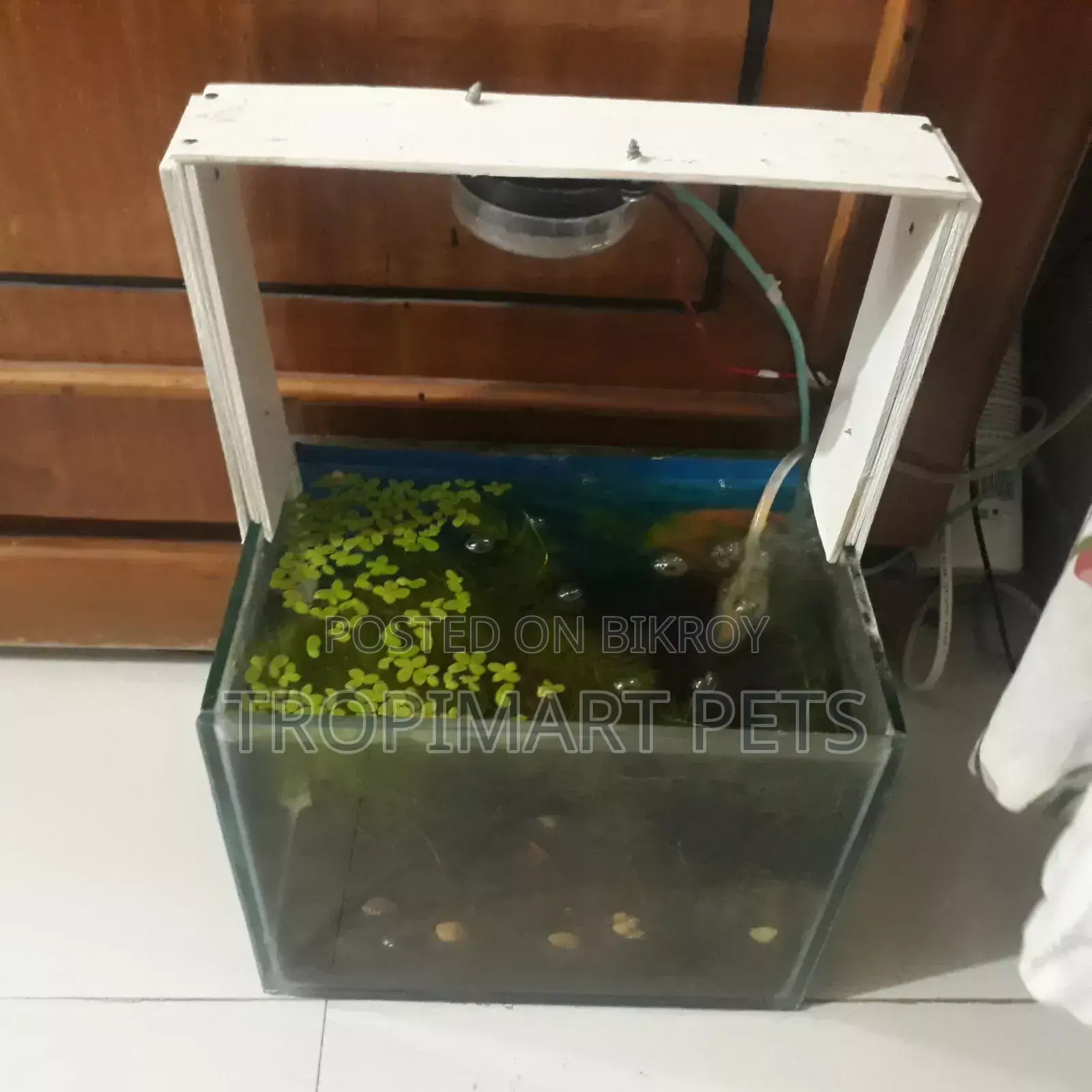 (New) Make Your Custom Light for Aquarium Home Delivery Available