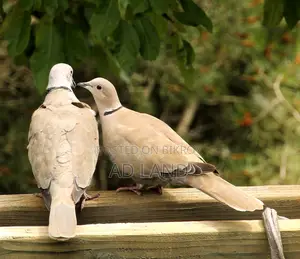 Australian Dove — Full Running Master Pair