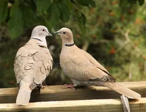 Australian Dove — Full Running Master Pair