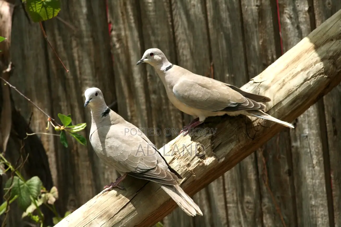 Australian Dove — Full Running Master Pair