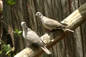 Australian Dove — Full Running Master Pair