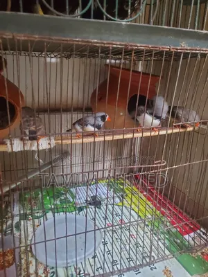 2 Pairs of Finches