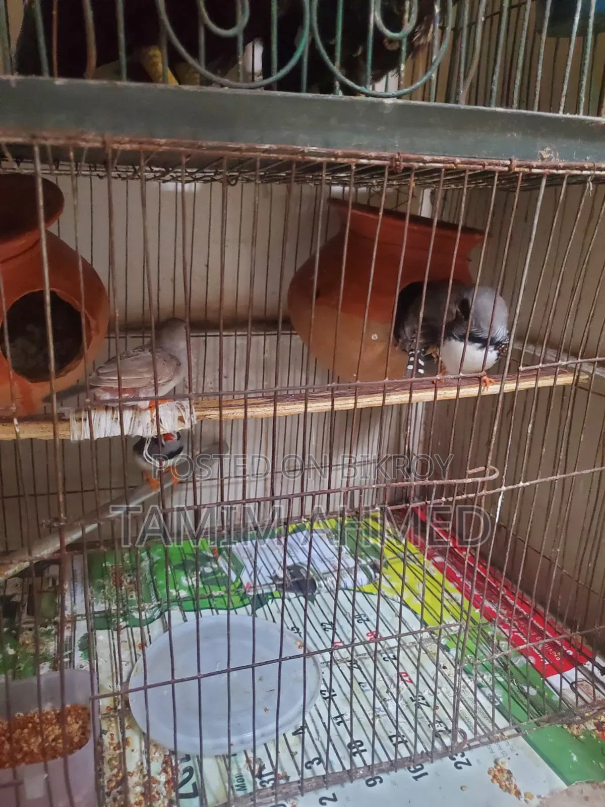 2 Pairs of Finches