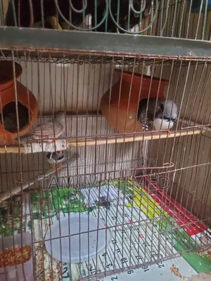 2 Pairs of Finches