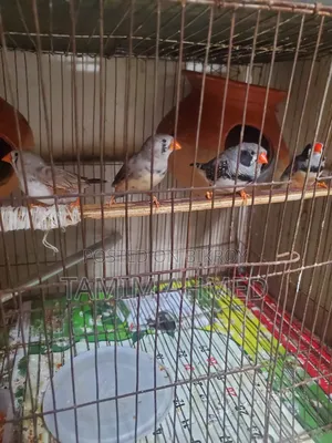 2 Pairs of Finches