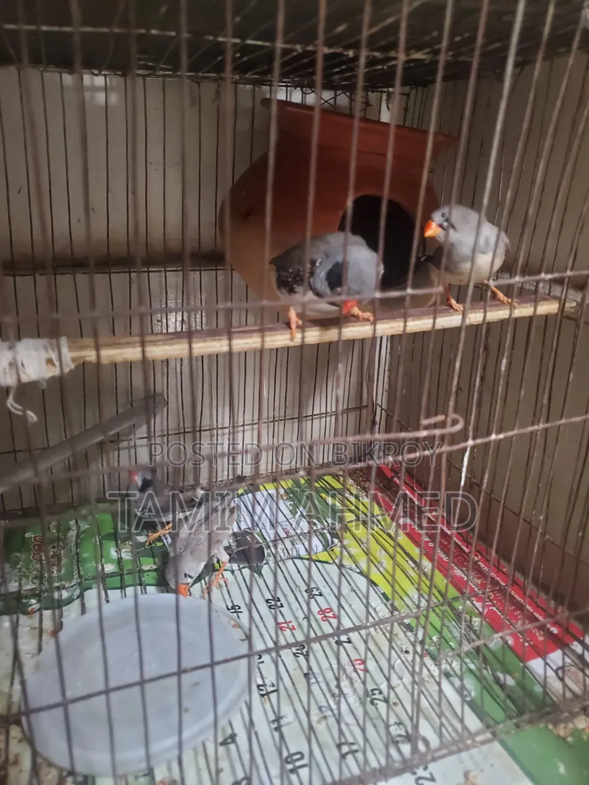 2 Pairs of Finches