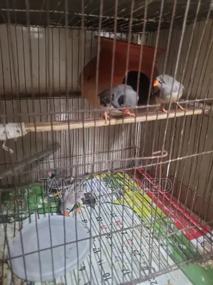 2 Pairs of Finches