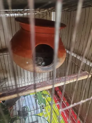 2 Pairs of Finches