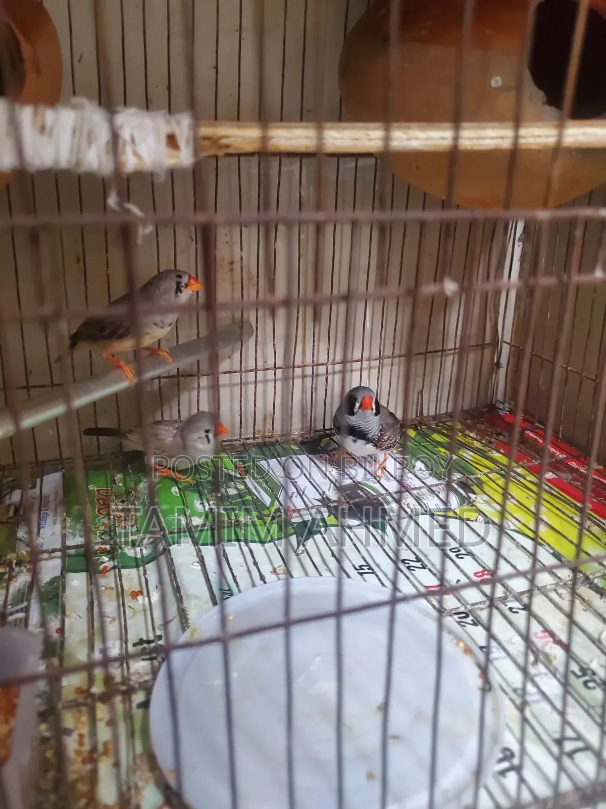 2 Pairs of Finches