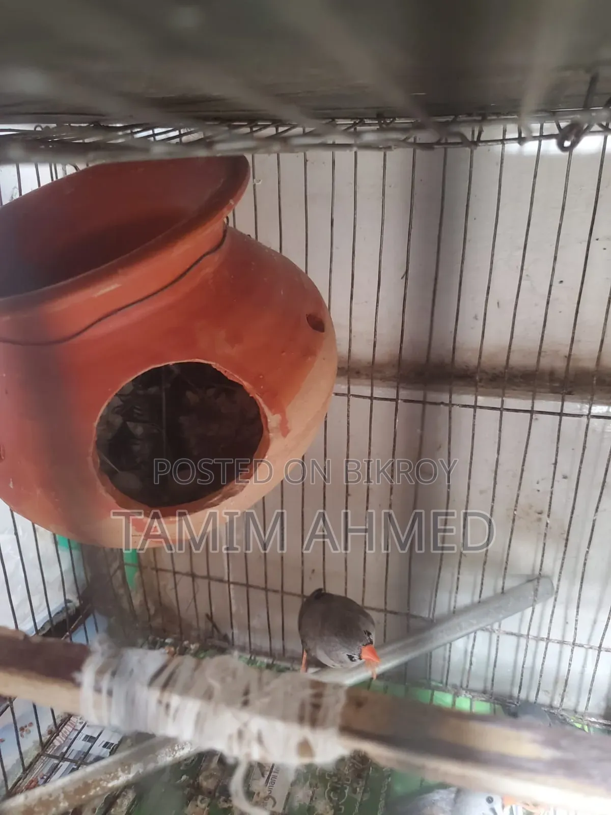 2 Pairs of Finches