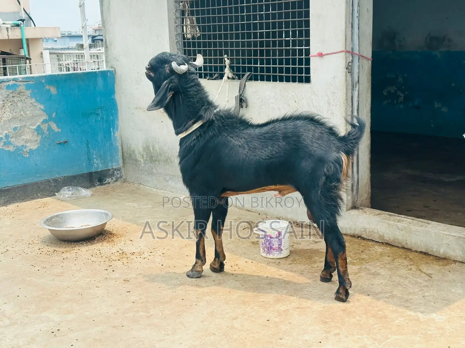 Goat For Sale