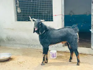 Goat For Sale