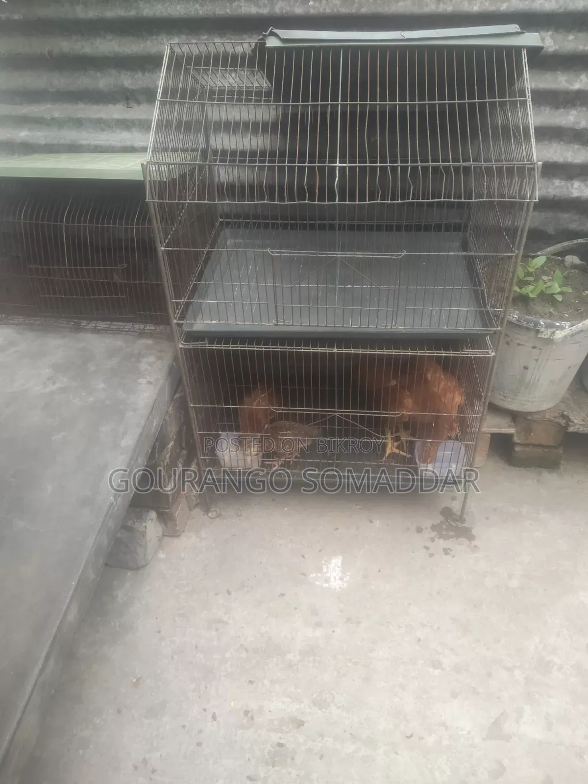 For sale. You can raise chickens, ducks, pigeons, and other birds in this cage.