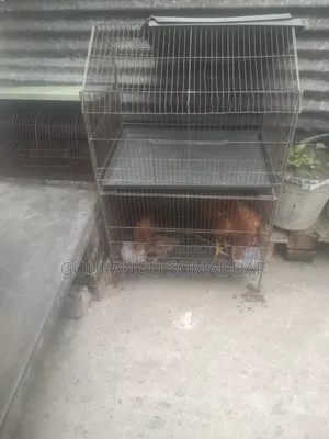 For sale. You can raise chickens, ducks, pigeons, and other birds in this cage.