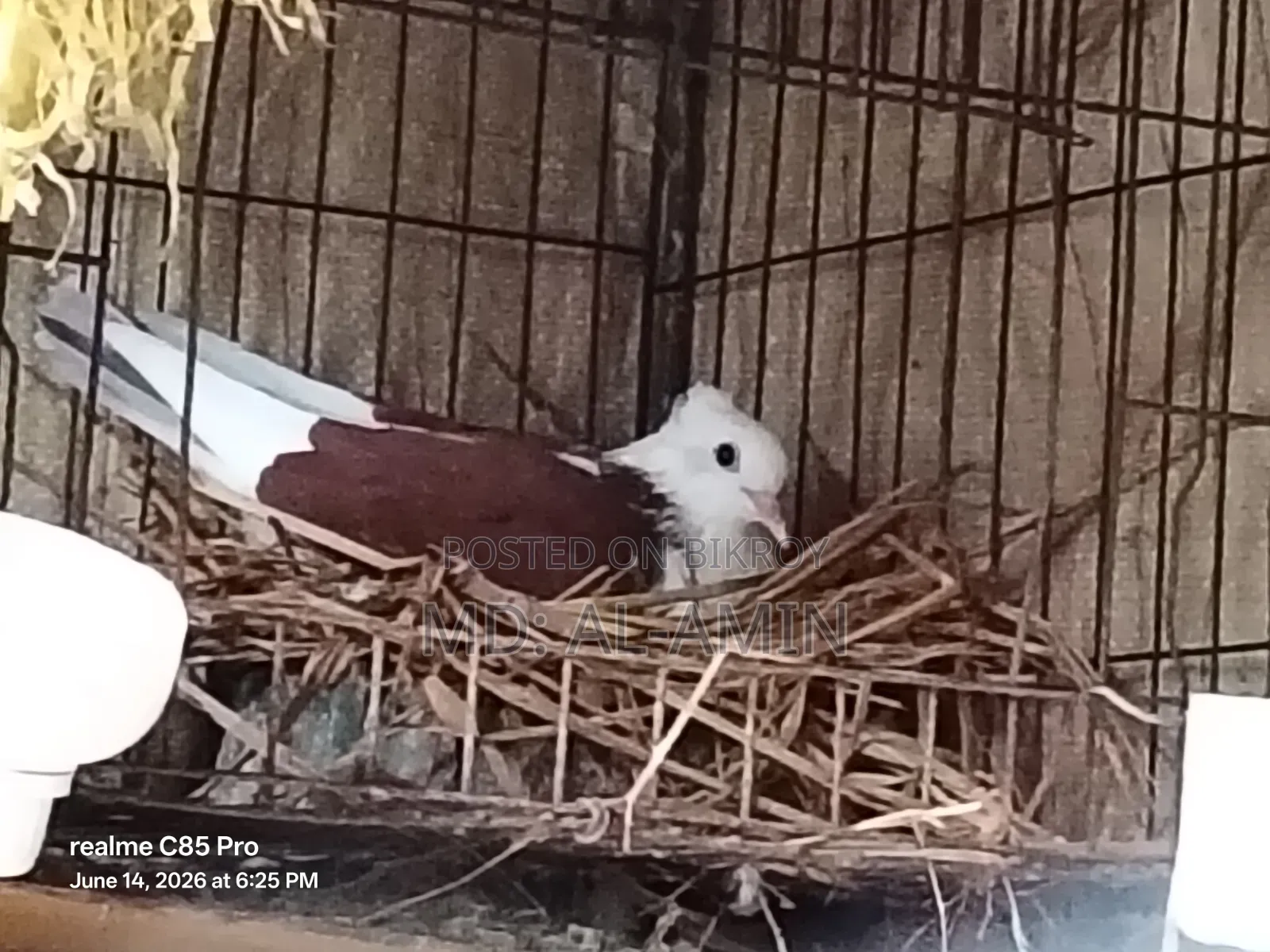 A pair of fresh Rajgolla pigeons. Price fixed.
