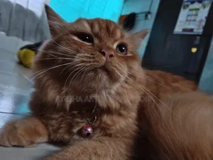 3-6 Months Female Purebred Persian