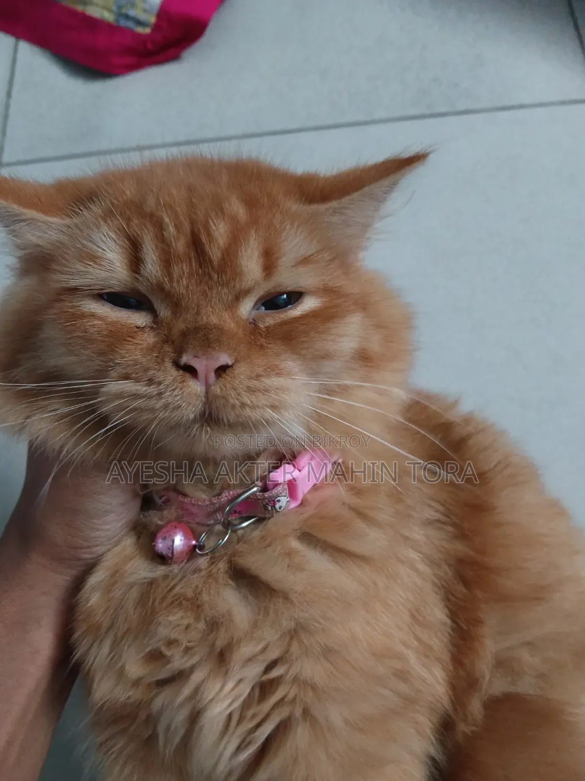 3-6 Months Female Purebred Persian