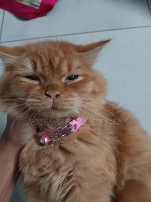 3-6 Months Female Purebred Persian