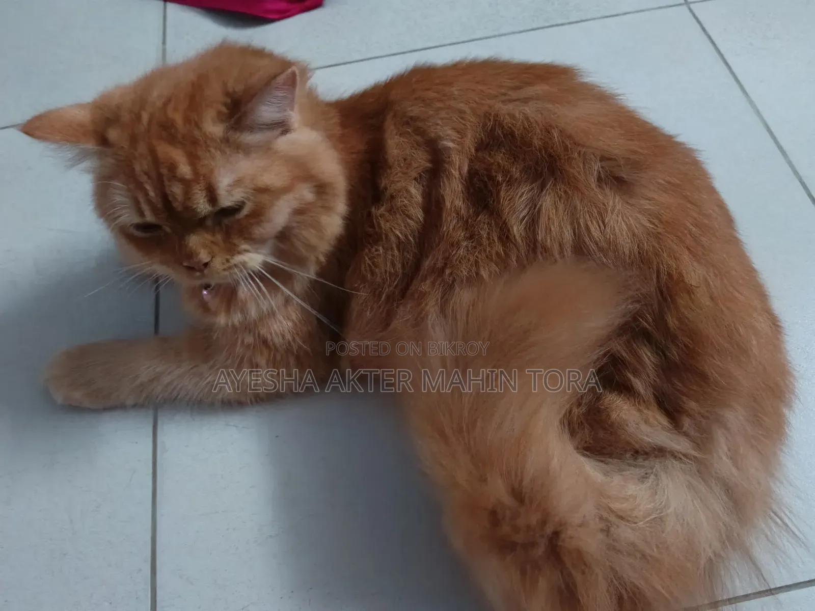 3-6 Months Female Purebred Persian