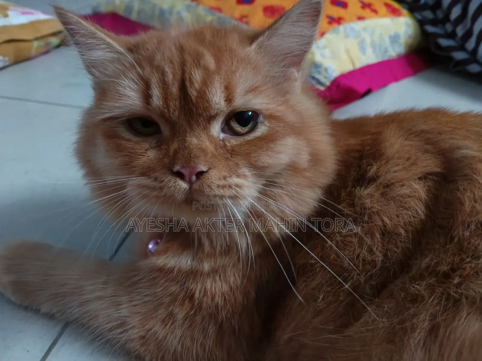 3-6 Months Female Purebred Persian
