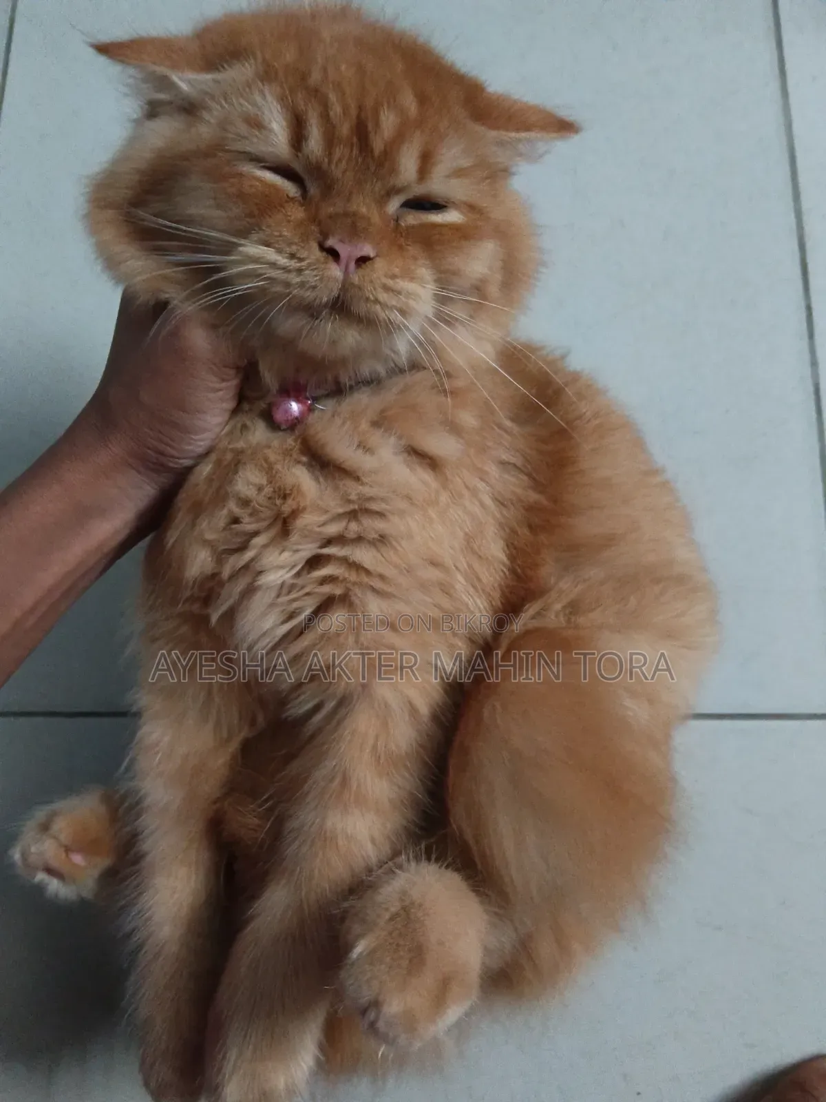 3-6 Months Female Purebred Persian