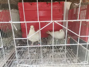 A pair of Kaghazi running pigeons