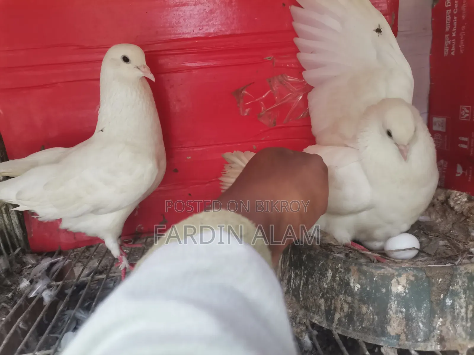 A pair of Kaghazi running pigeons