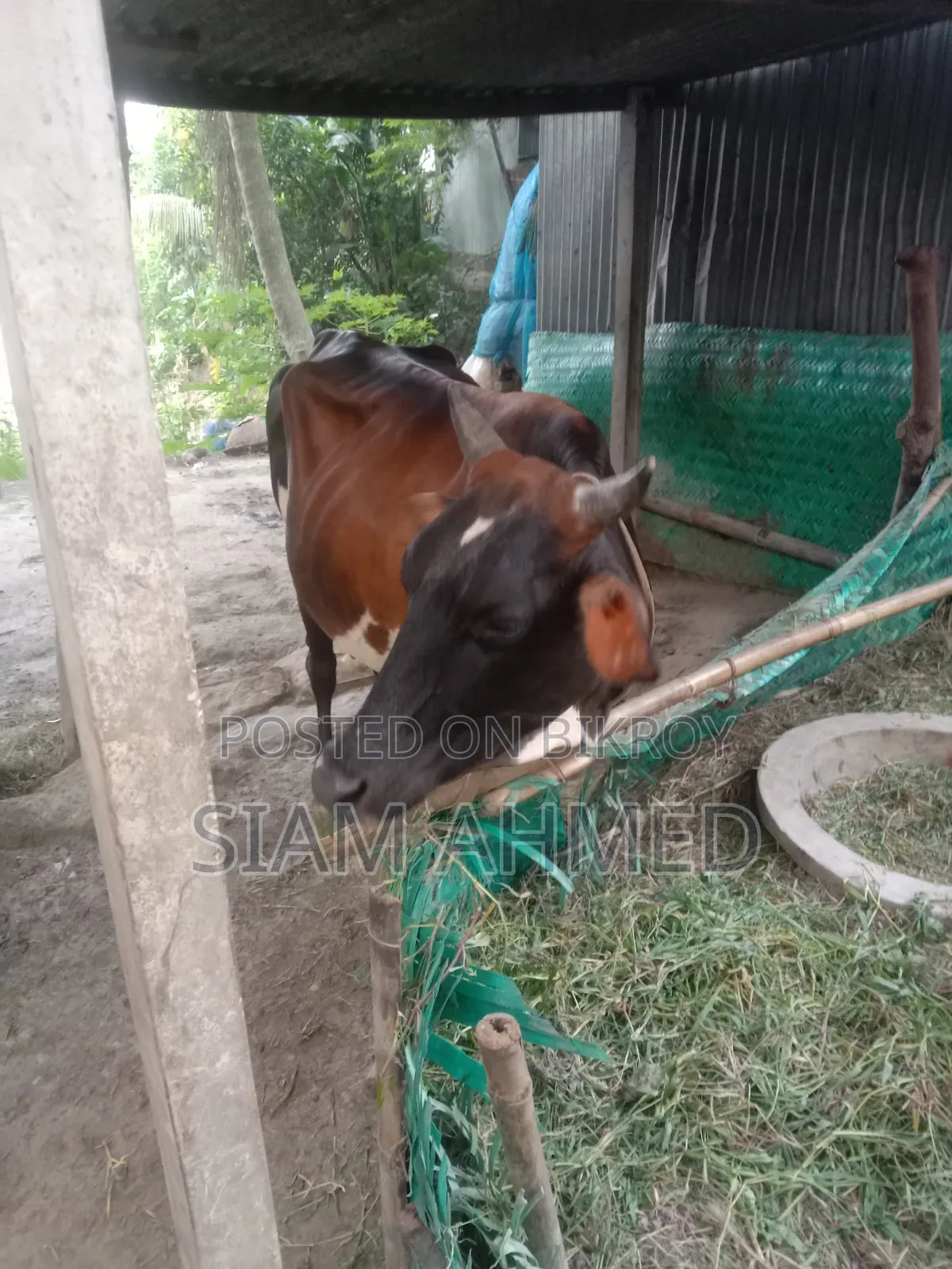 High-quality cow for sale
