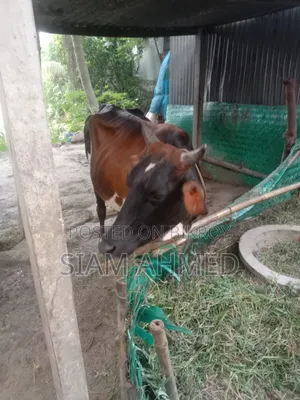 High-quality cow for sale