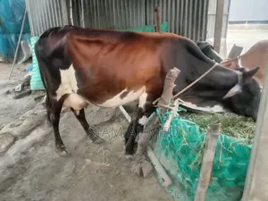 High-quality cow for sale