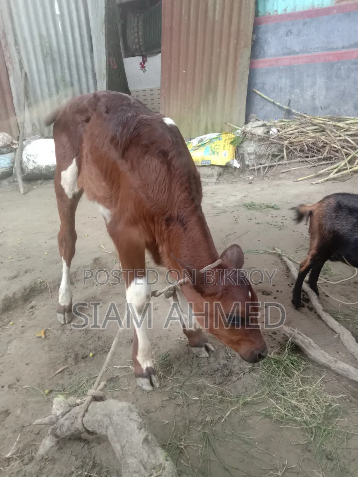 High-quality cow for sale