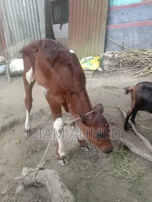 High-quality cow for sale