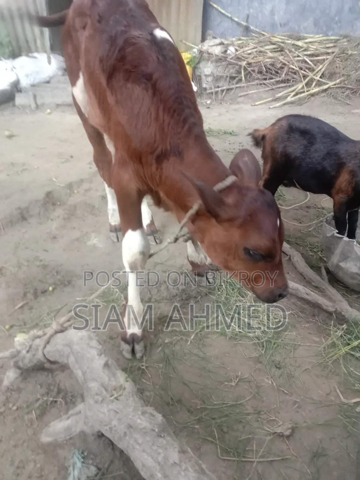 High-quality cow for sale