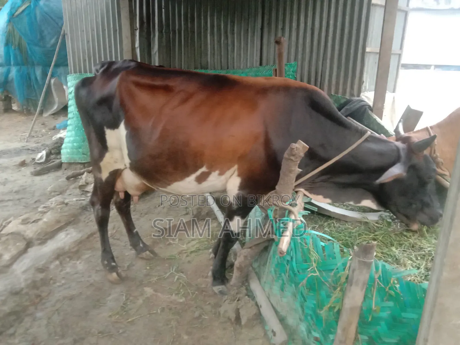 High-quality cow for sale