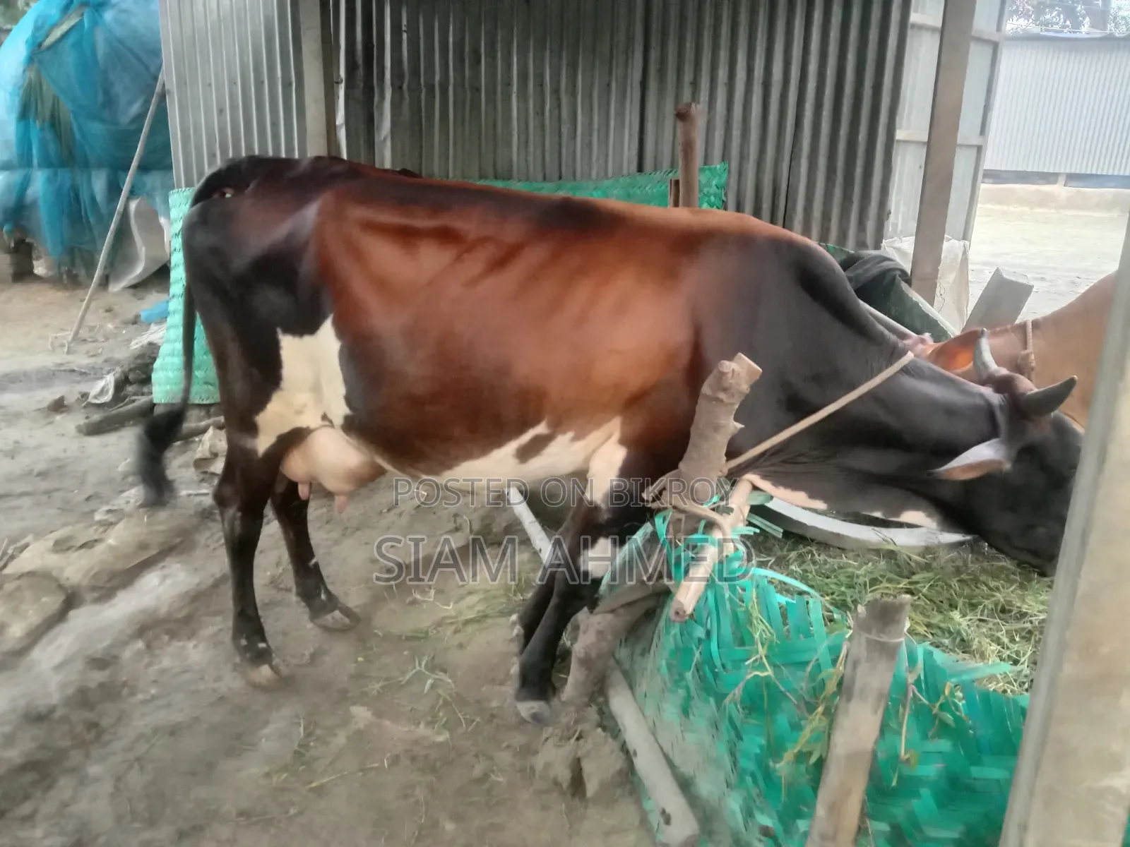 High-quality cow for sale