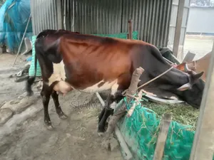 High-quality cow for sale