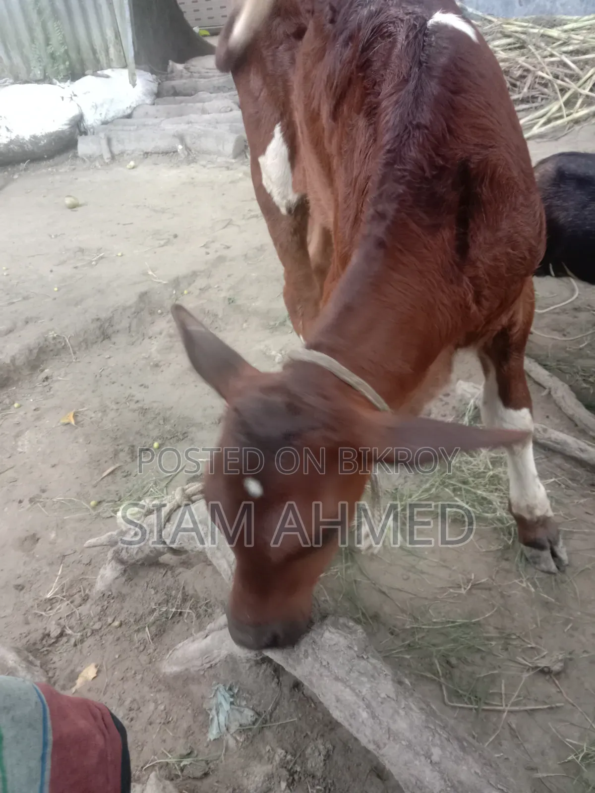 High-quality cow for sale