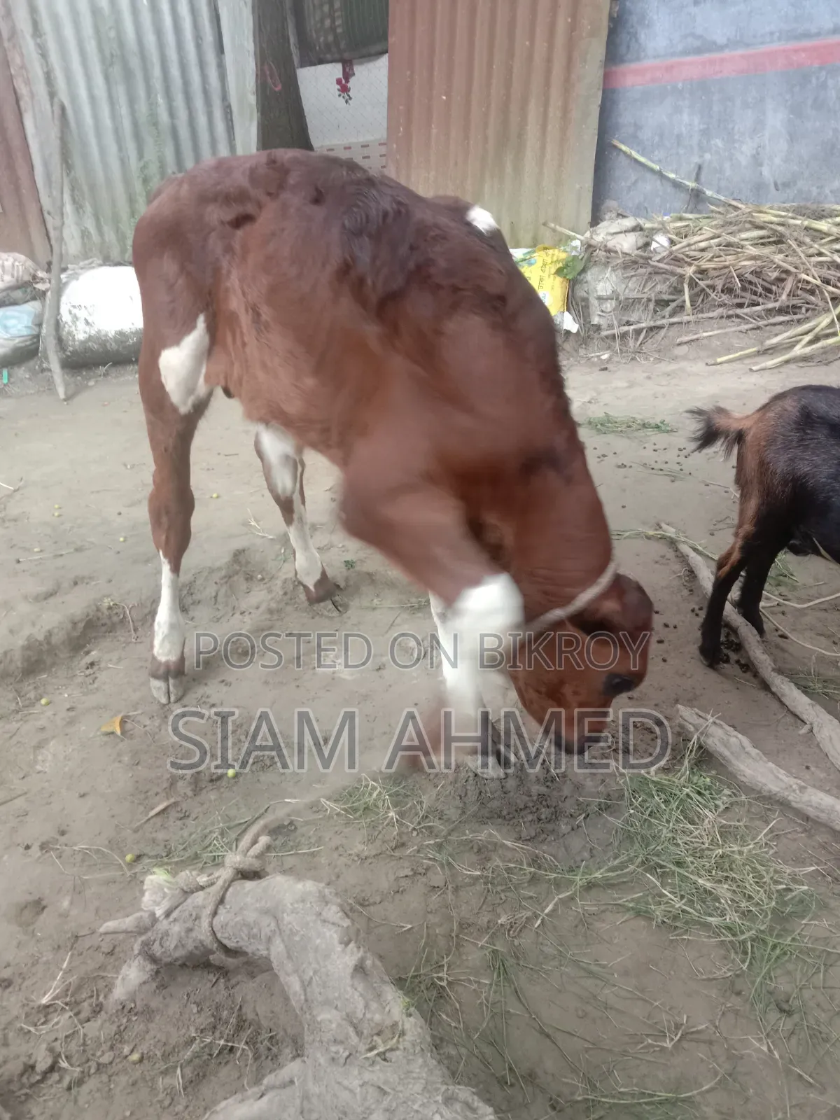 High-quality cow for sale