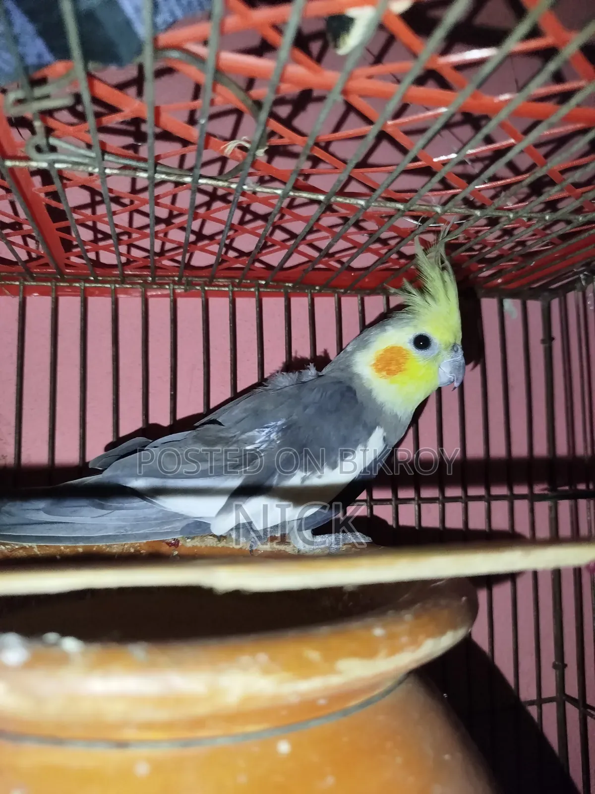 The bird is healthy, strong, and very active, no problems, will be sold upon discussion