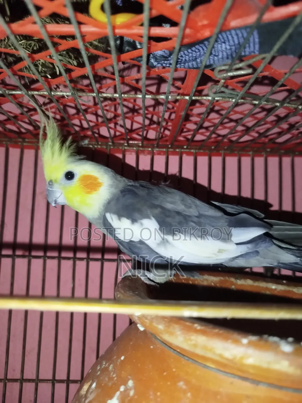 The bird is healthy, strong, and very active, no problems, will be sold upon discussion