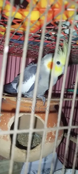 The bird is healthy, strong, and very active, no problems, will be sold upon discussion