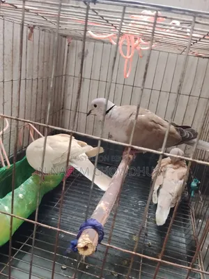 Selling 3 Australian dove full setup with cage