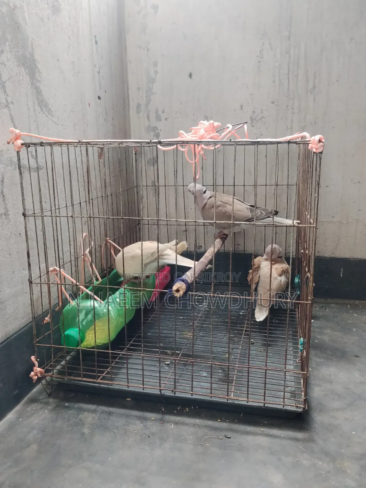 Selling 3 Australian dove full setup with cage