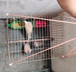 Selling 3 Australian dove full setup with cage