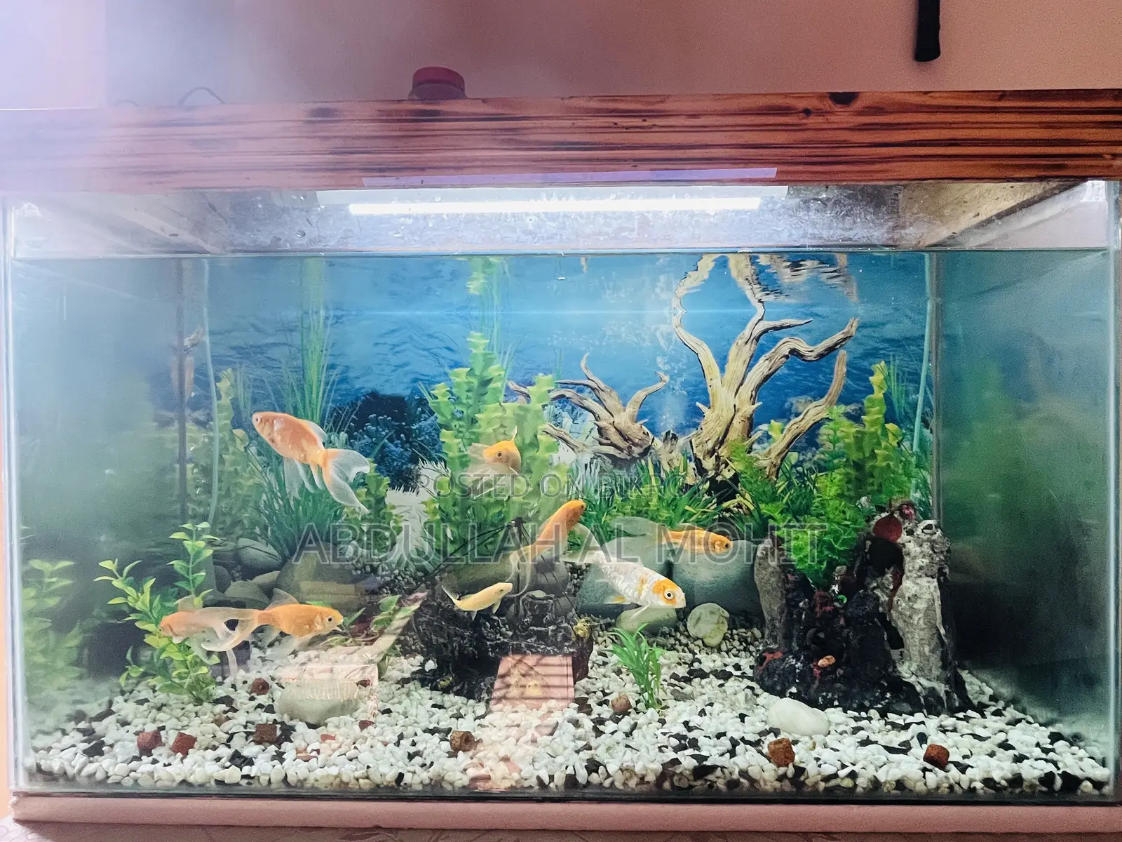 Aquarium And Fish For Sale