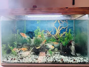 Aquarium And Fish For Sale