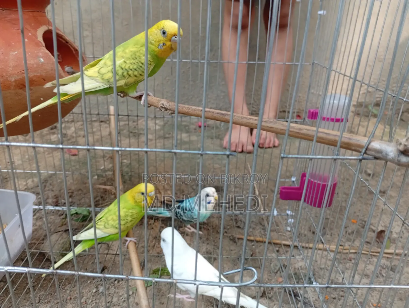 Selling because I need money, it has laid eggs twice