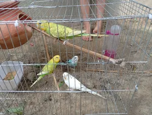 Selling because I need money, it has laid eggs twice