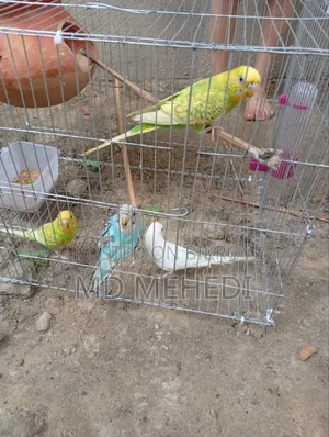 Selling because I need money, it has laid eggs twice